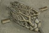 Fossil Crinoid (Cyathocrinites) - Crawfordsville, Indiana #310208-2